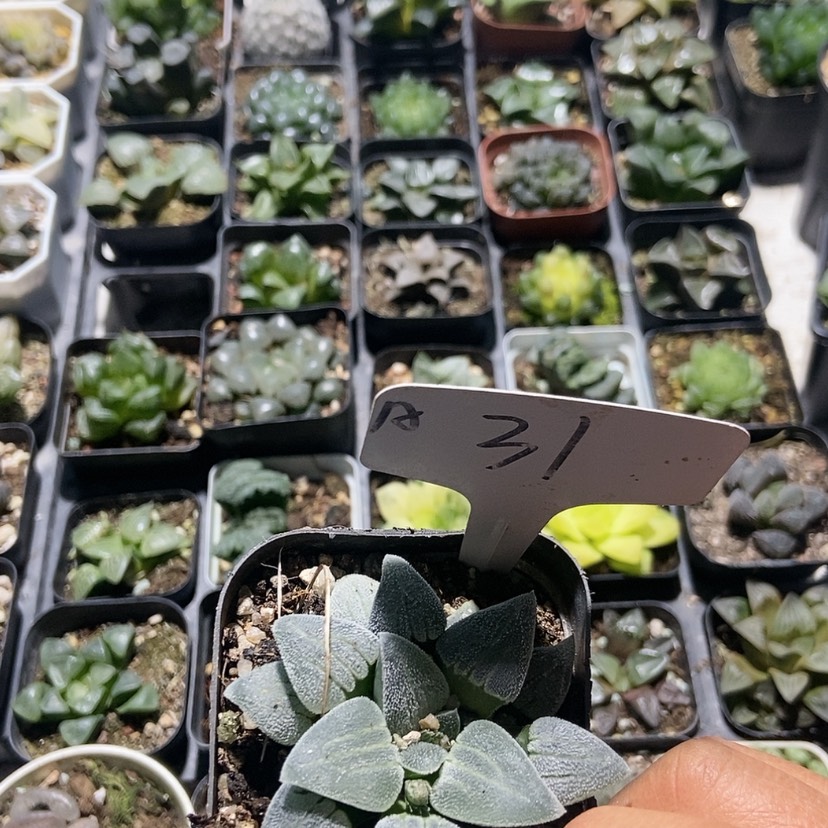 【闪购商品】31铁道白银