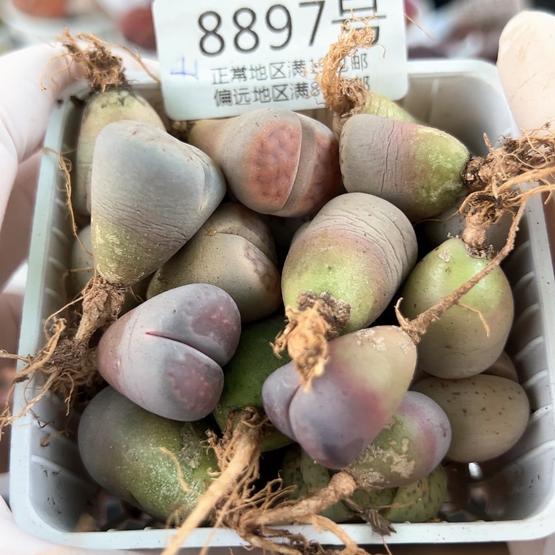 好养易活生石花大母本8897不同品种共41颗