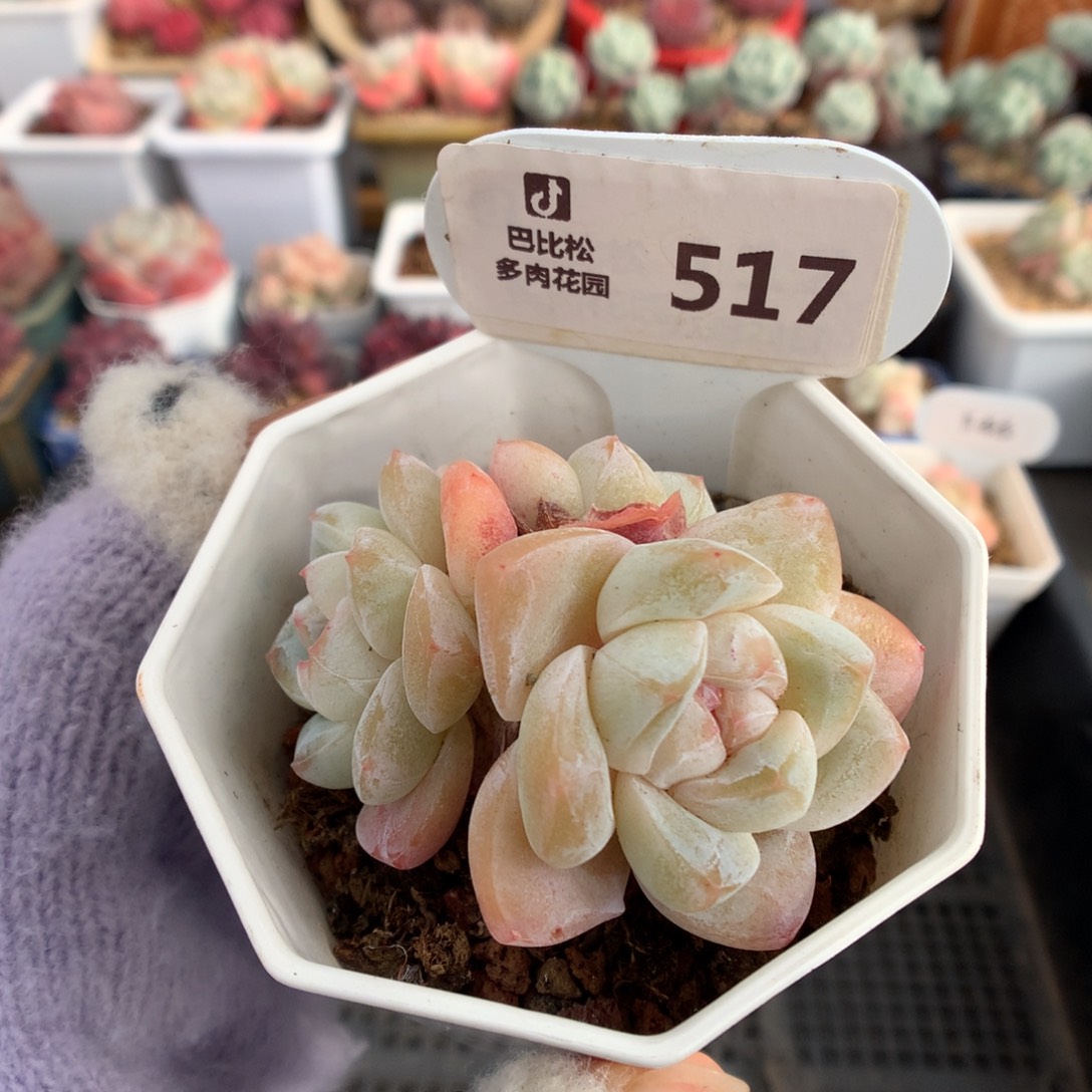 517冰玉多肉植物福利
