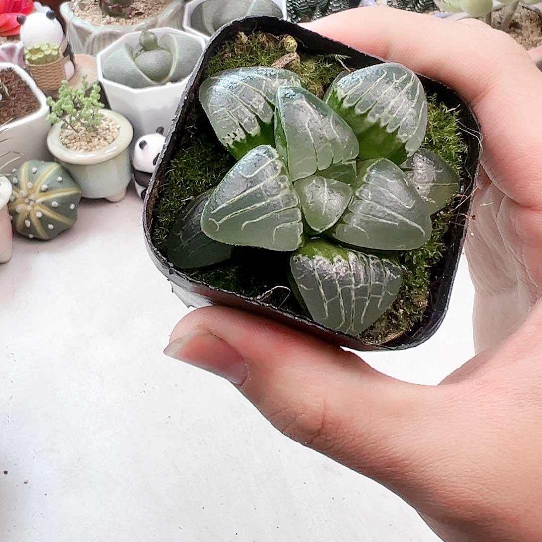 甜心兽多肉植物一颗