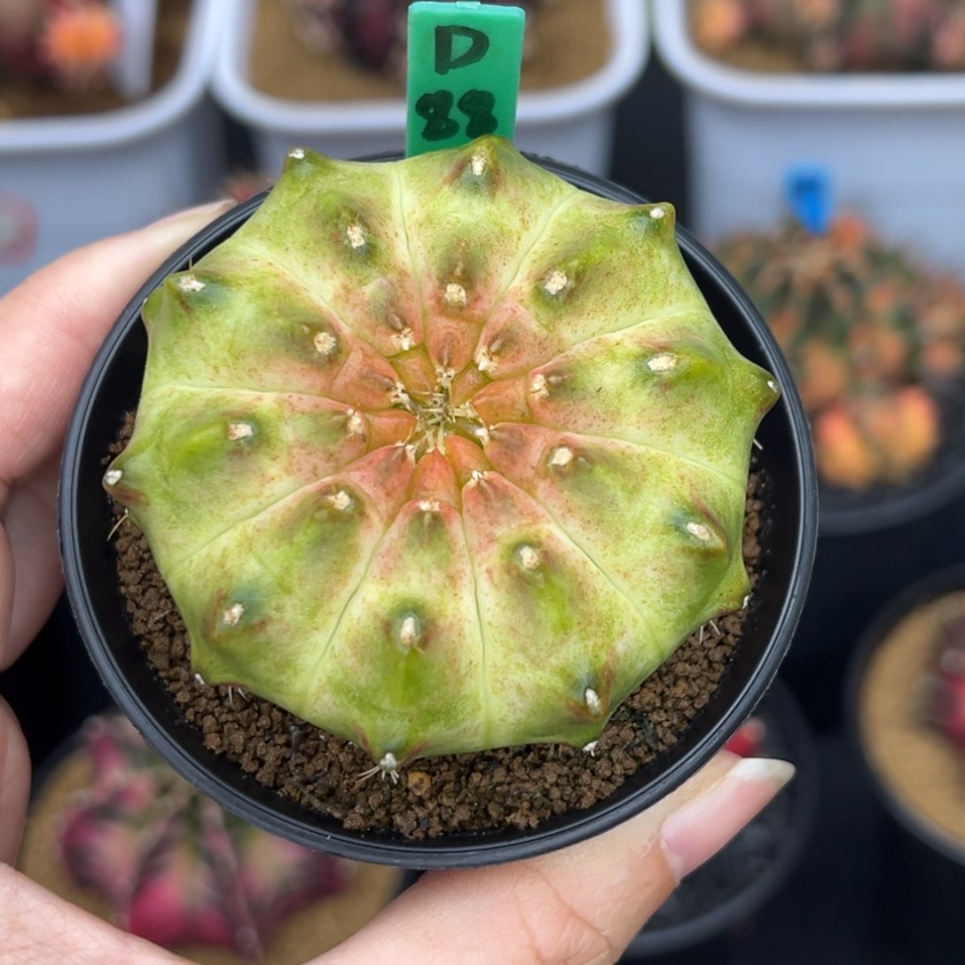 D88实生轮回，带盆土发货