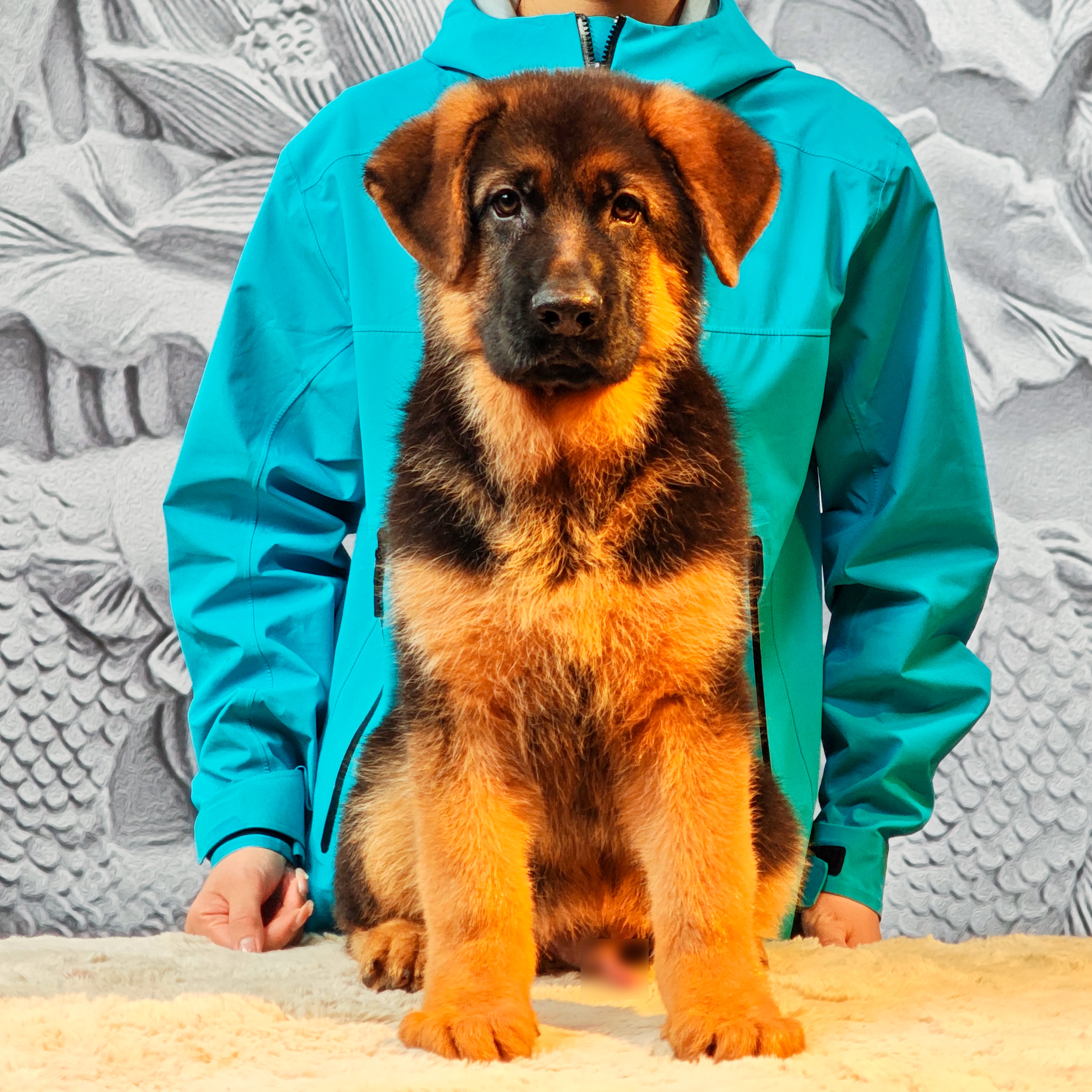 【西德甄选】西德牧羊犬小狗林肯幼崽公伯爵