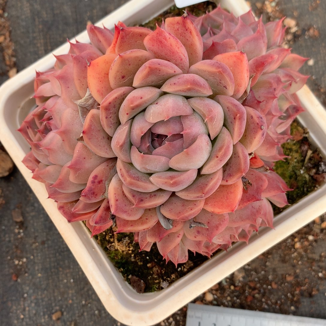 2035杂交多肉老桩