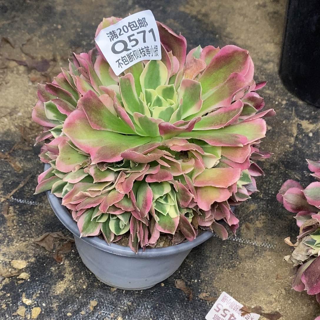 571白凤多肉法师锦