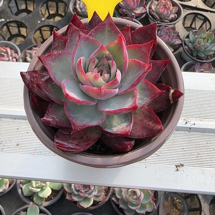 军***家181 惊鸿仙子多肉植物6-9cm