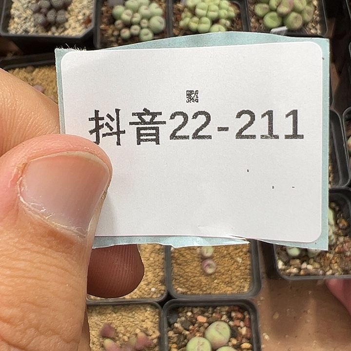 远***方22-211小雪茄5。多肉植物