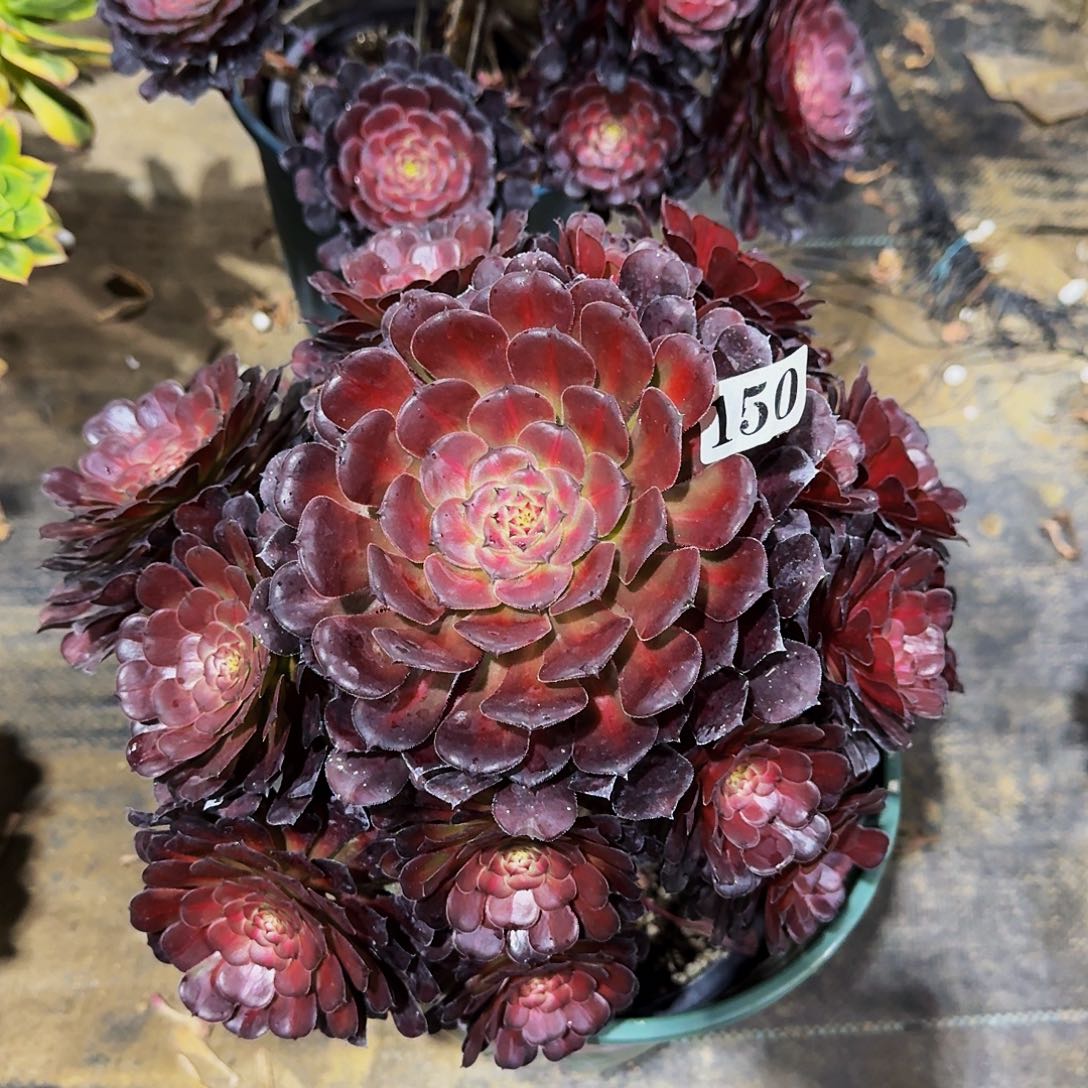 150安琪拉多肉植物
