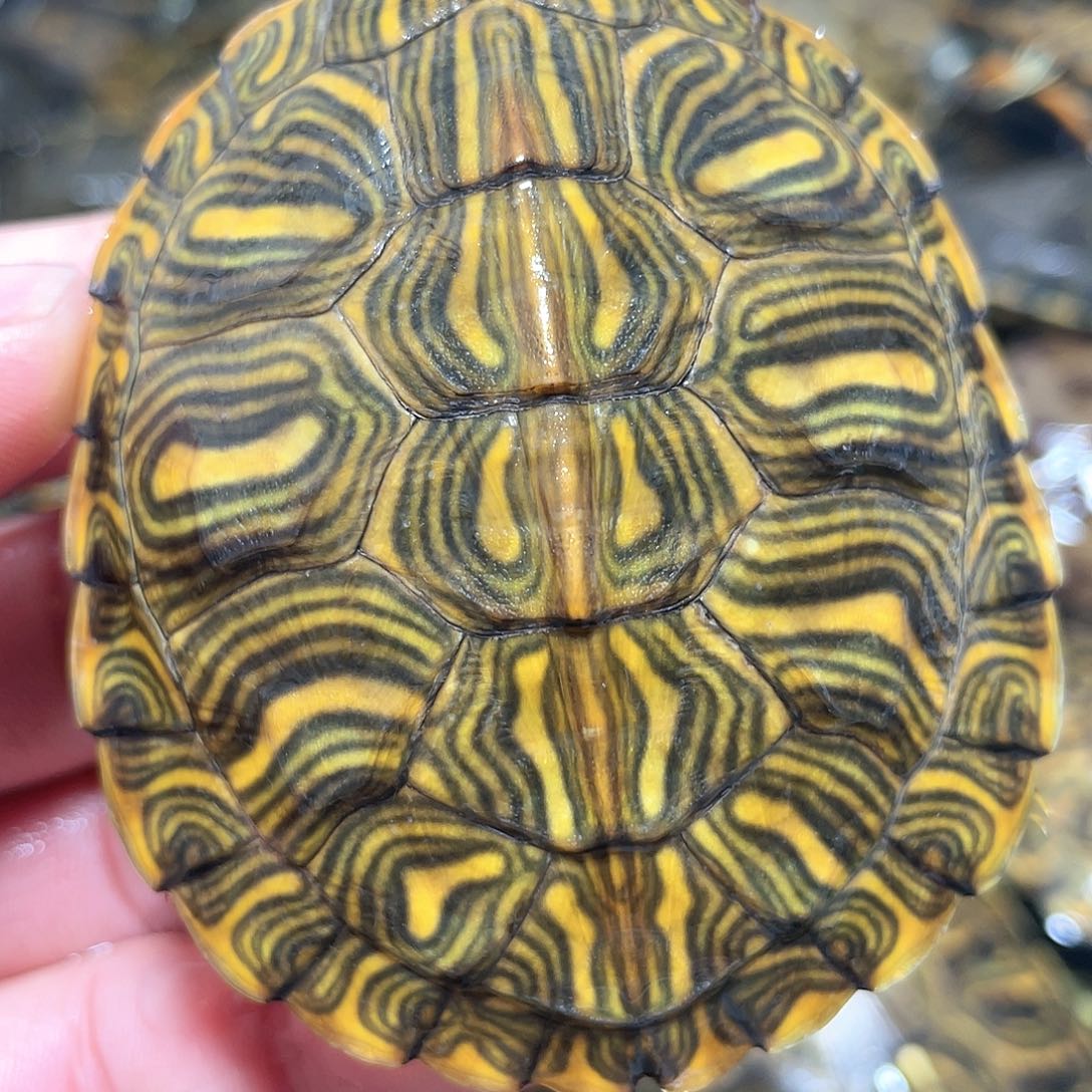 宠物龟不分公母6.9