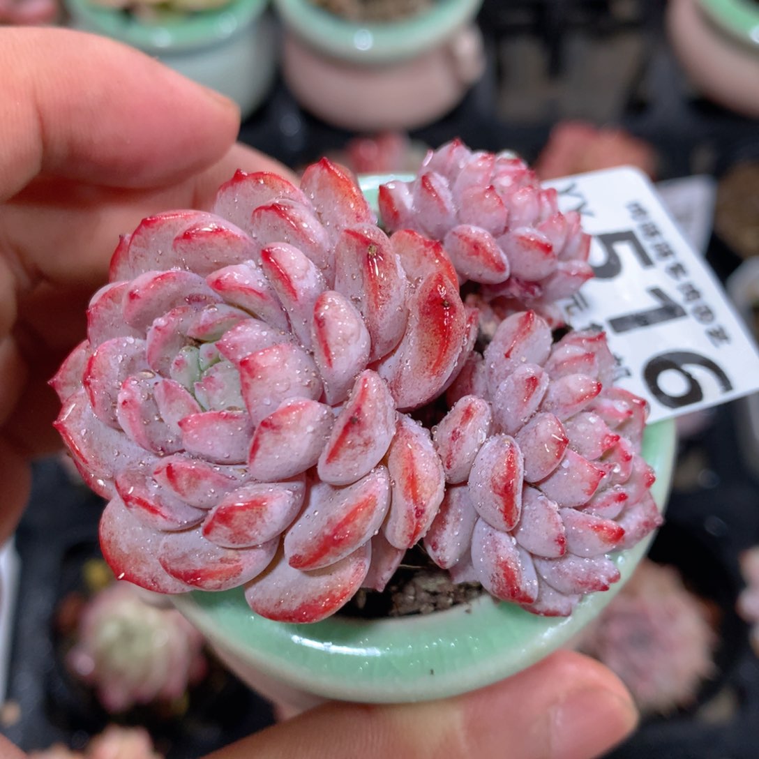 5CM拇指盆精控多肉YY516