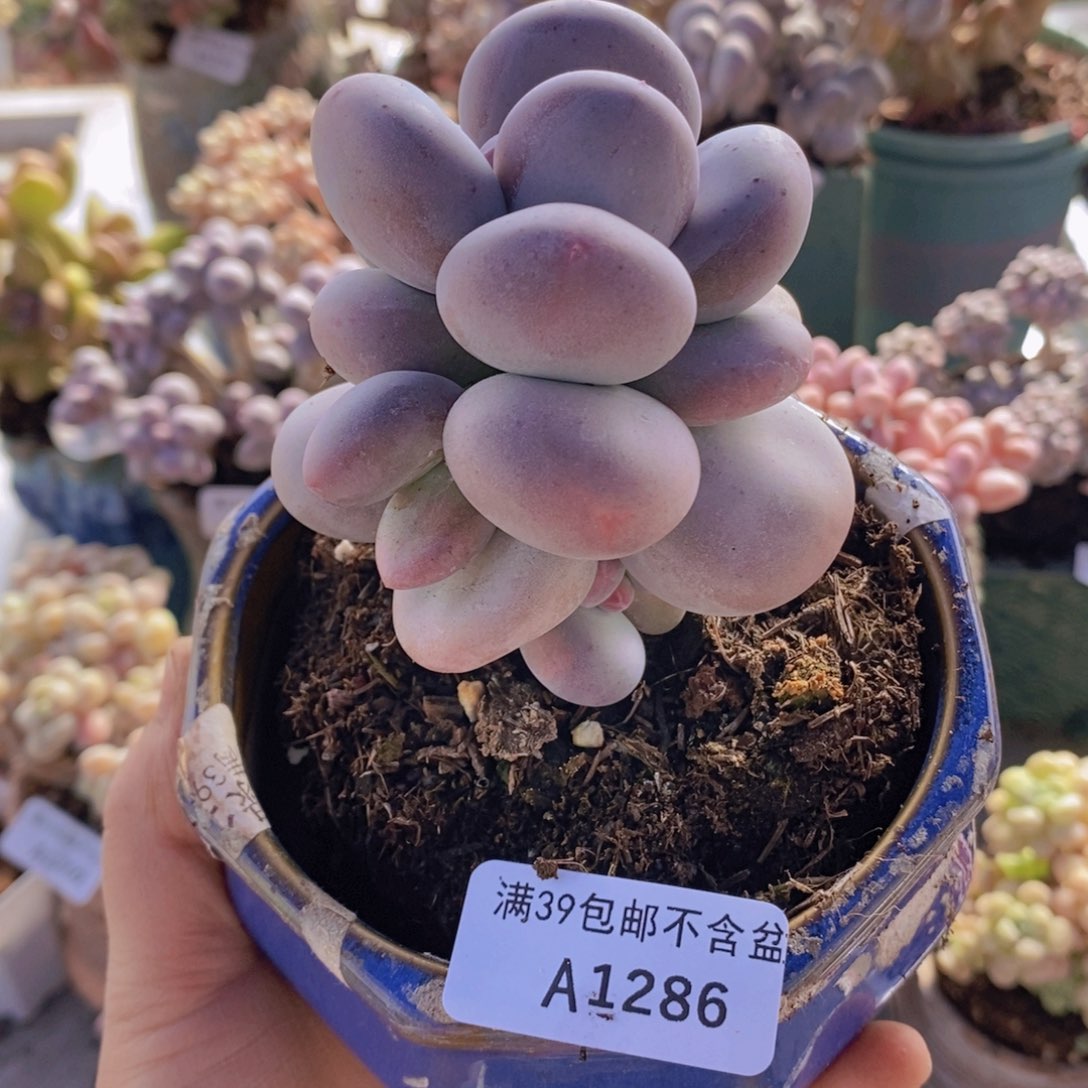 黄金大叶奶单头1286多肉植物