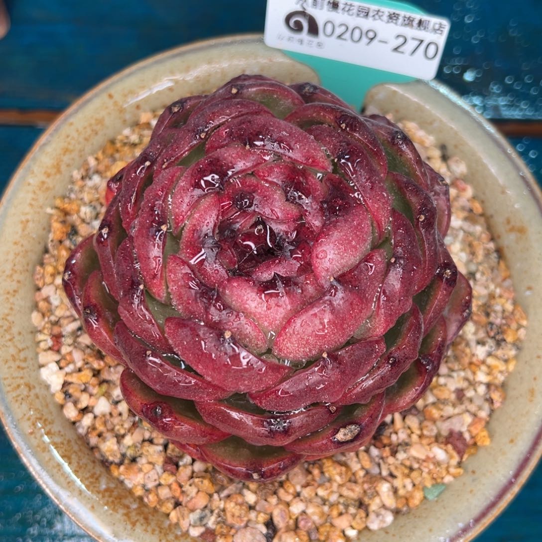 从前慢多肉精选编号0209.270