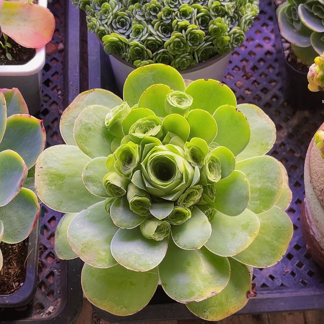 朵希诺 非偏远包邮 多肉