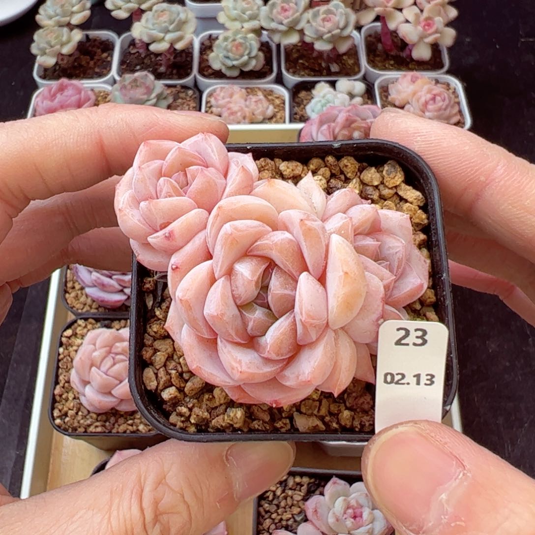 好看没名字23、哈哈