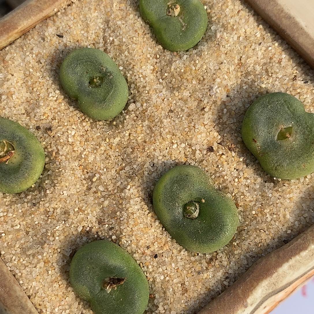 1572大水晶鞋一组。   