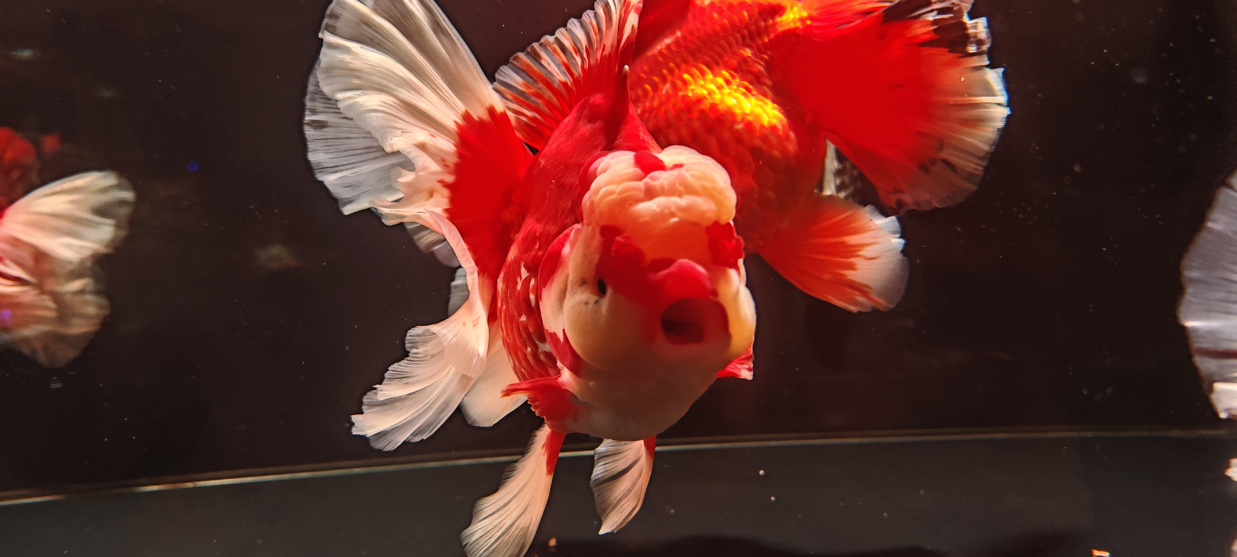 二马金鱼15-25cm泰狮金鱼精品大泰狮