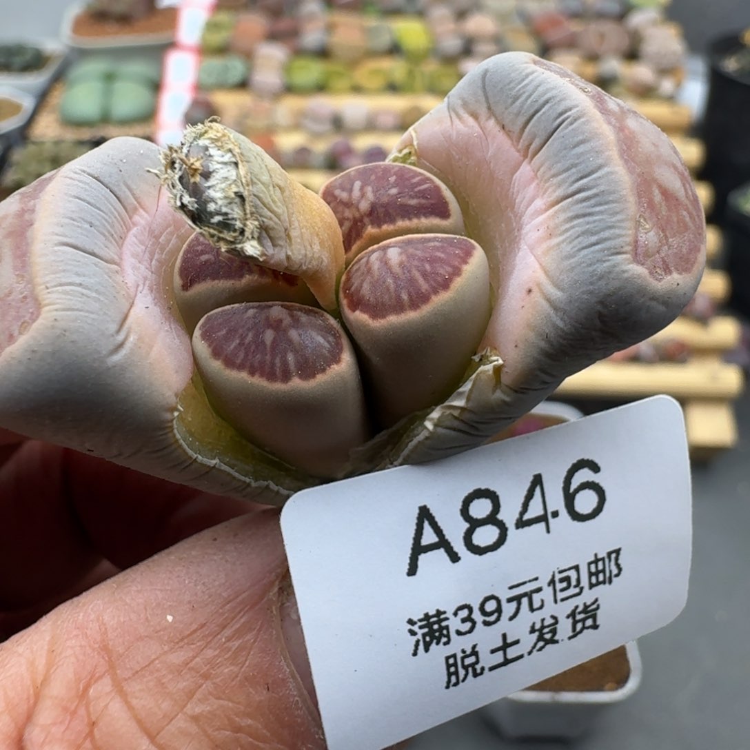 846多肉h h h h h h