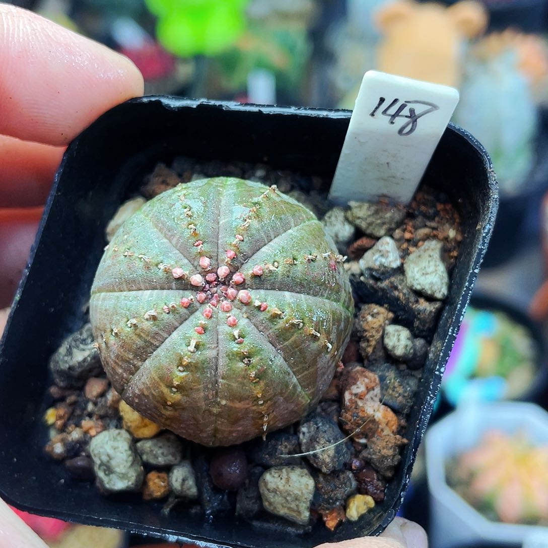 欧布SF0267557068719