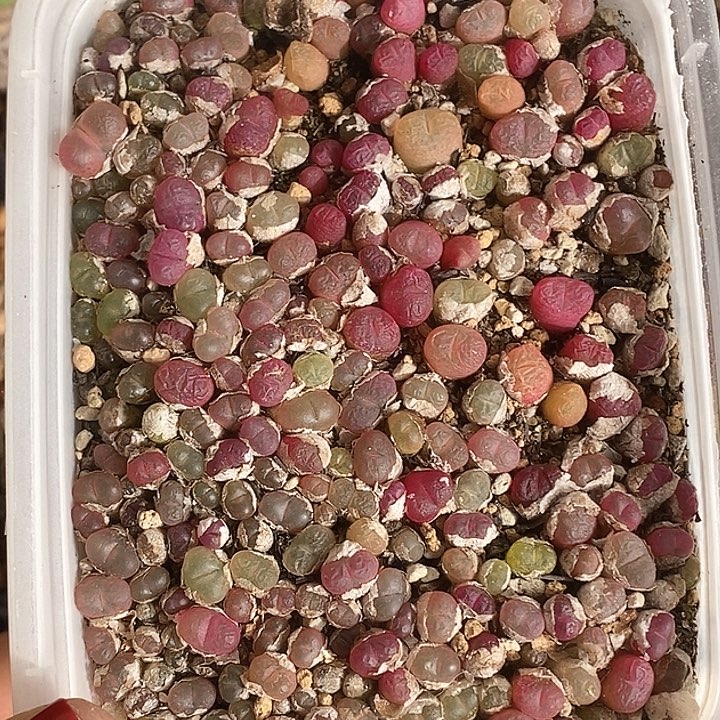 桃喜花园 0125-45毛切糕