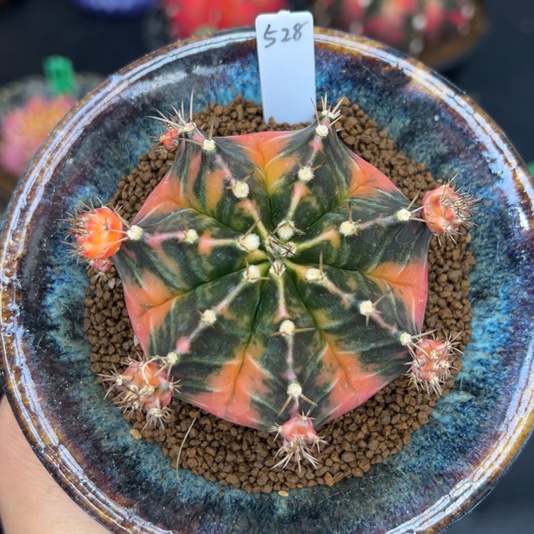 528泰系侧芽，戴安娜