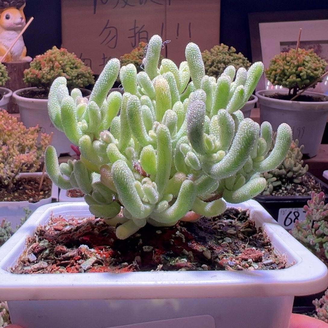 117超白一物一拍包开箱