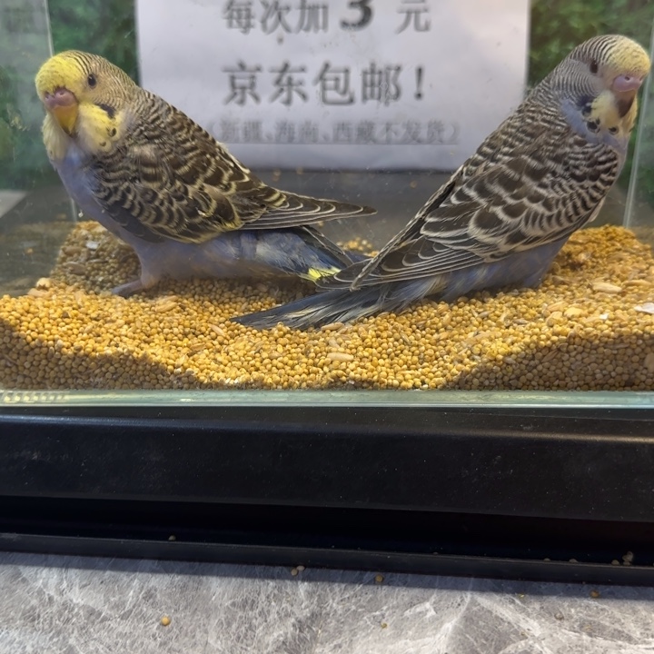 虎皮鹦鹉大头虎皮鹦鹉
