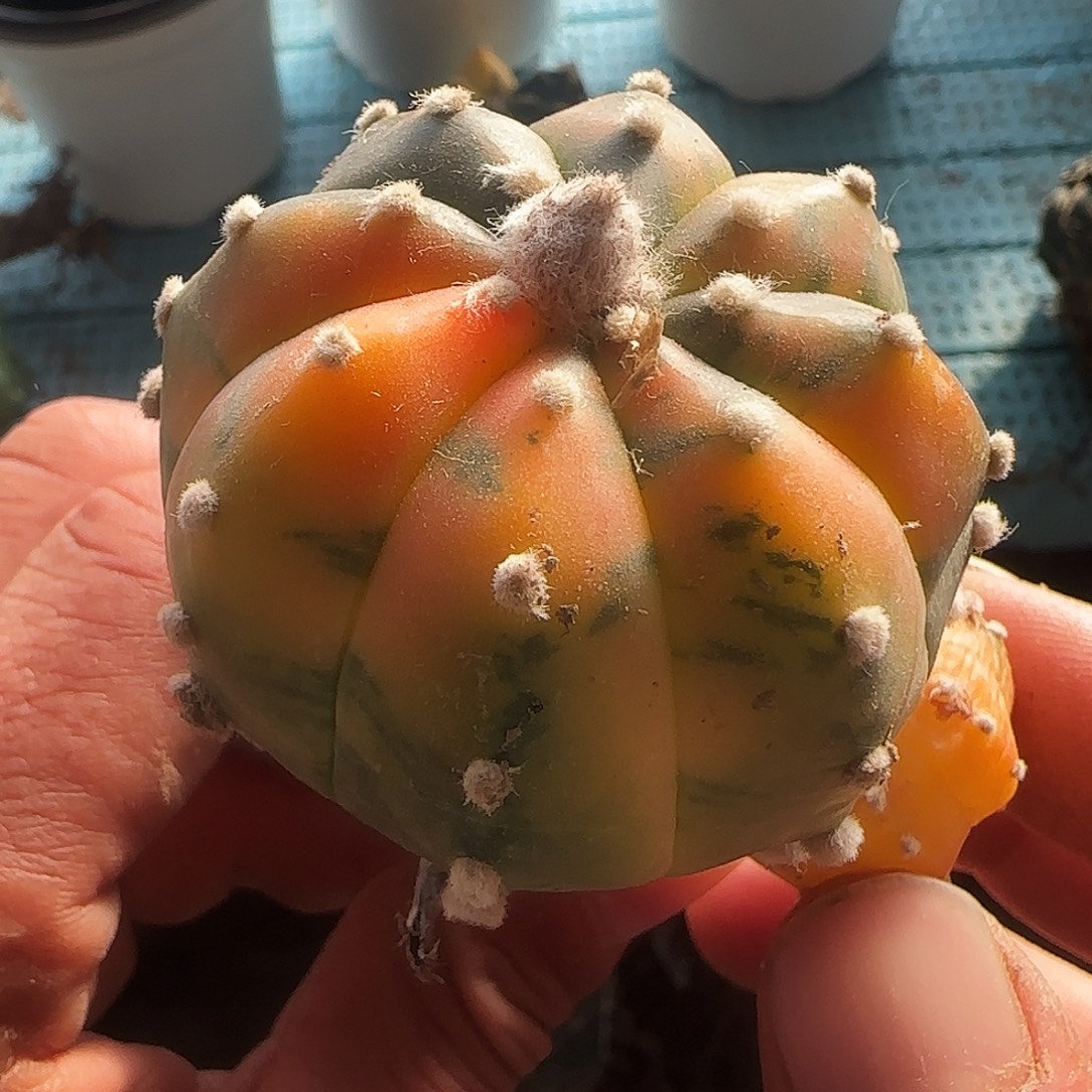 兜锦085仙人球开花了