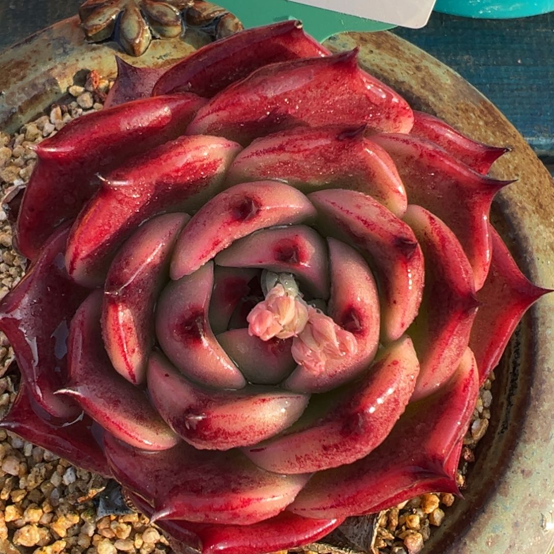 从前慢多肉精选编号0214.21