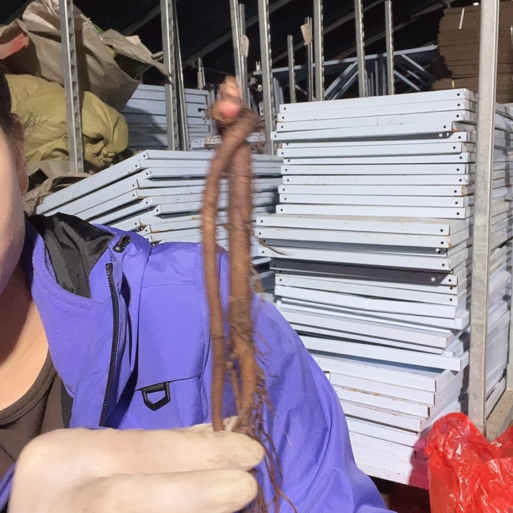 当前无花栽培后可以开花07，1芽