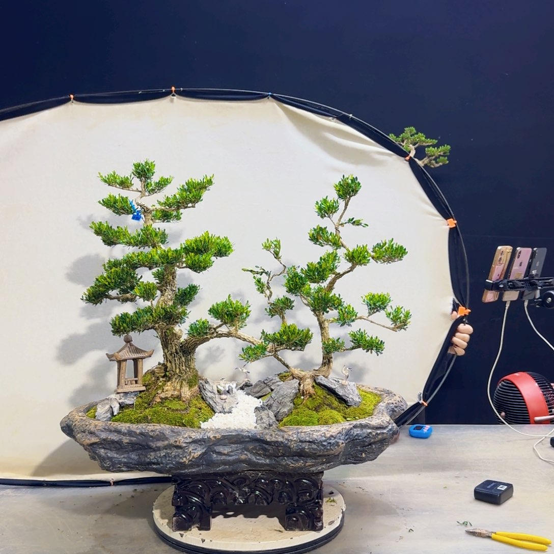 高端黄杨盆景艺术