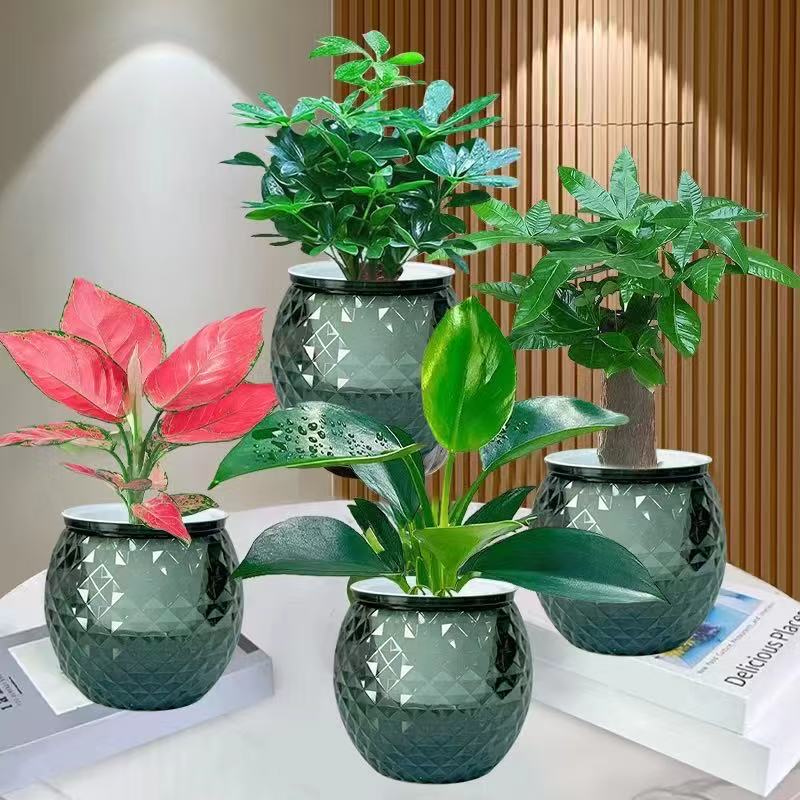 【新疆包邮】精品水培四件套 好养耐活