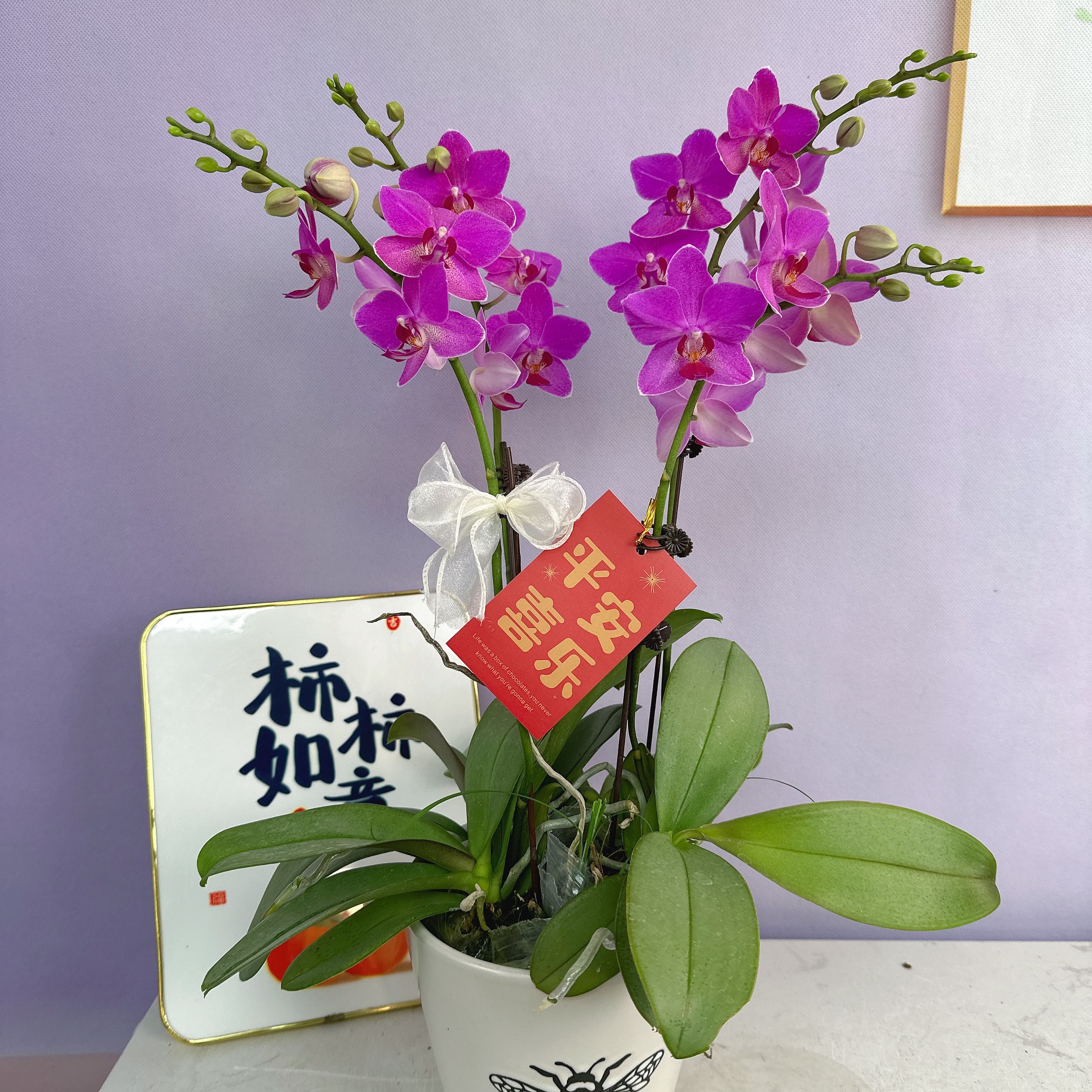 A3【粉红少女】中花型带花苞送花盆花期长中秋送礼