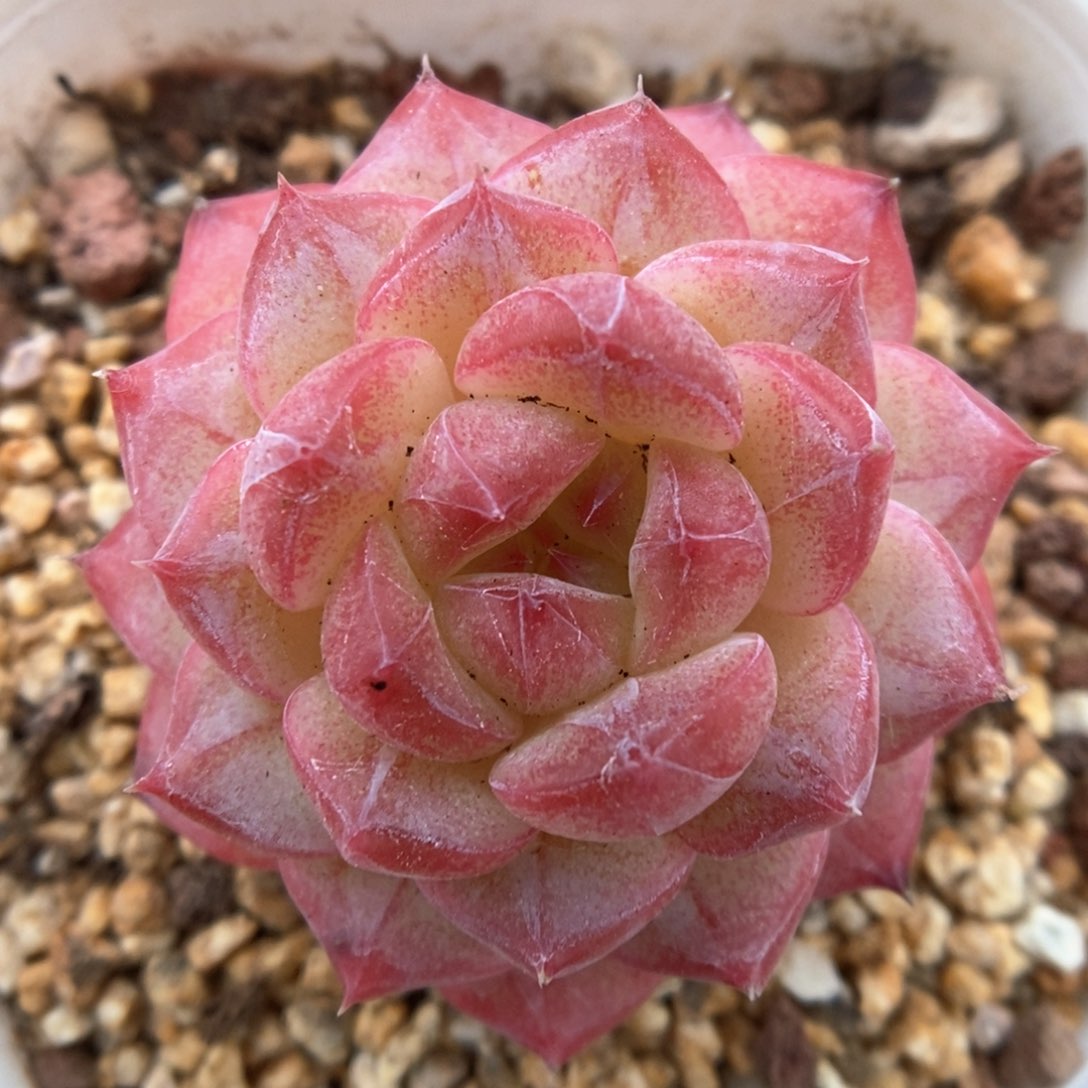 优选美心可拍577号