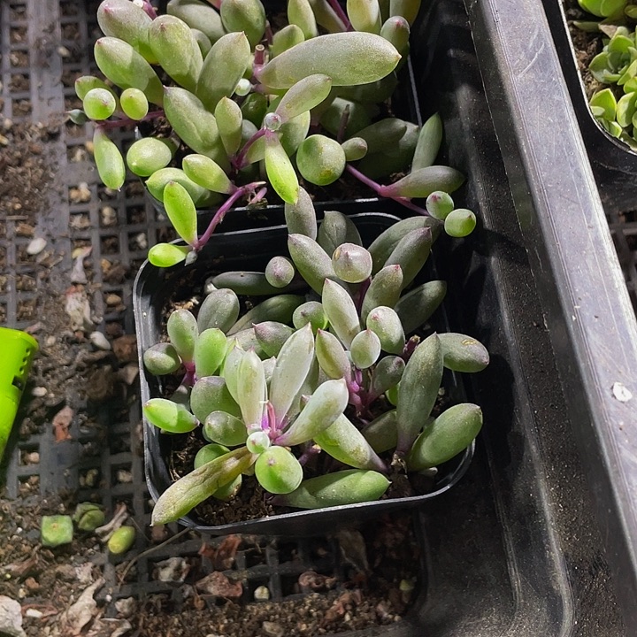 紫玄月带盆土发货