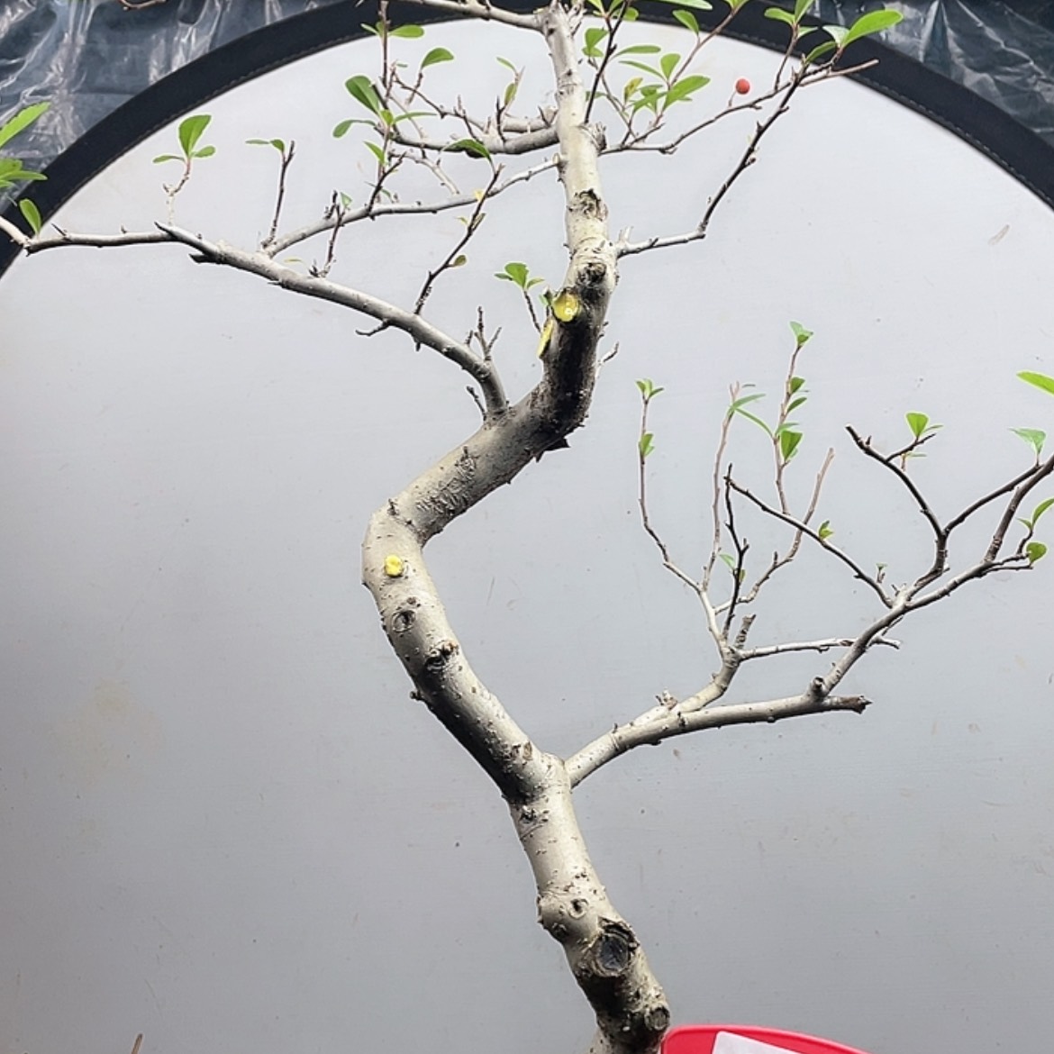 【闪购商品】无花朵019