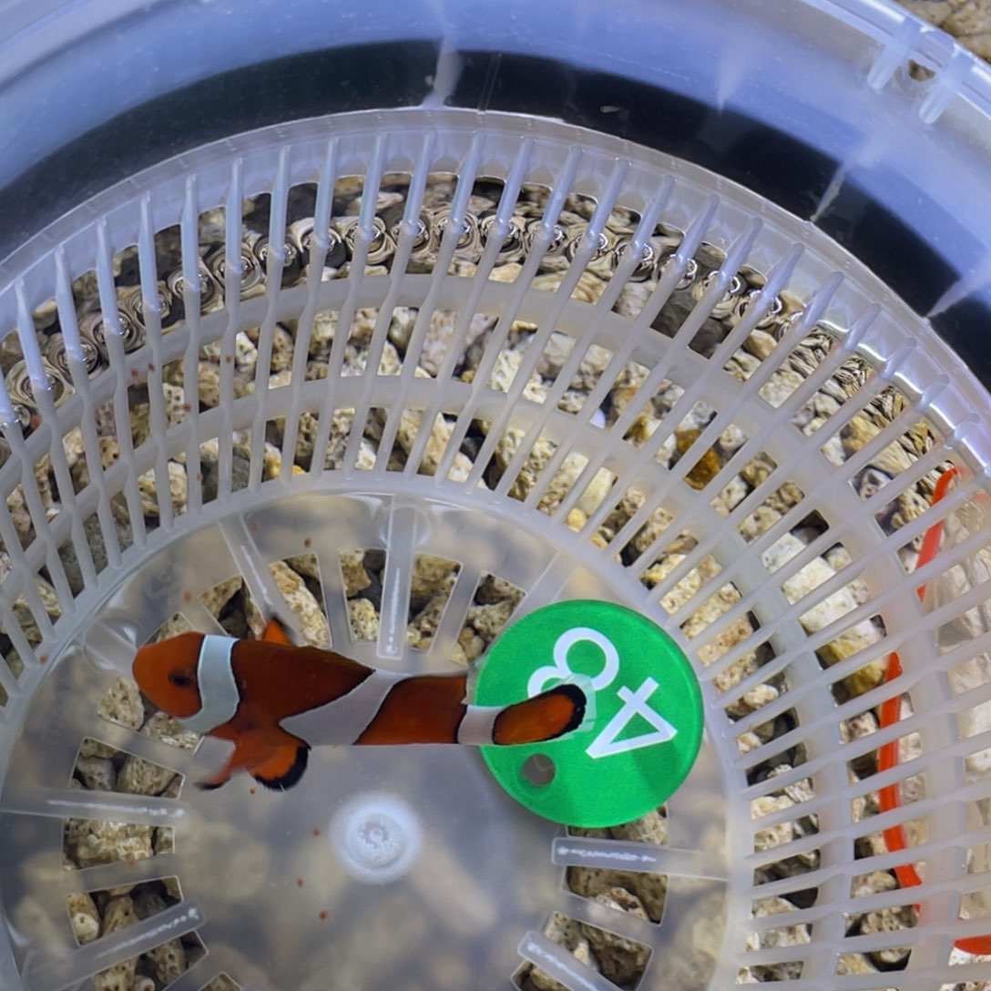海水鱼菲律宾斐济公子一条顺丰包邮