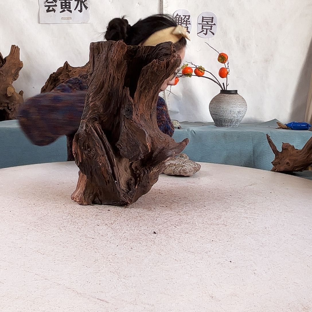 沉木造景爬宠造景