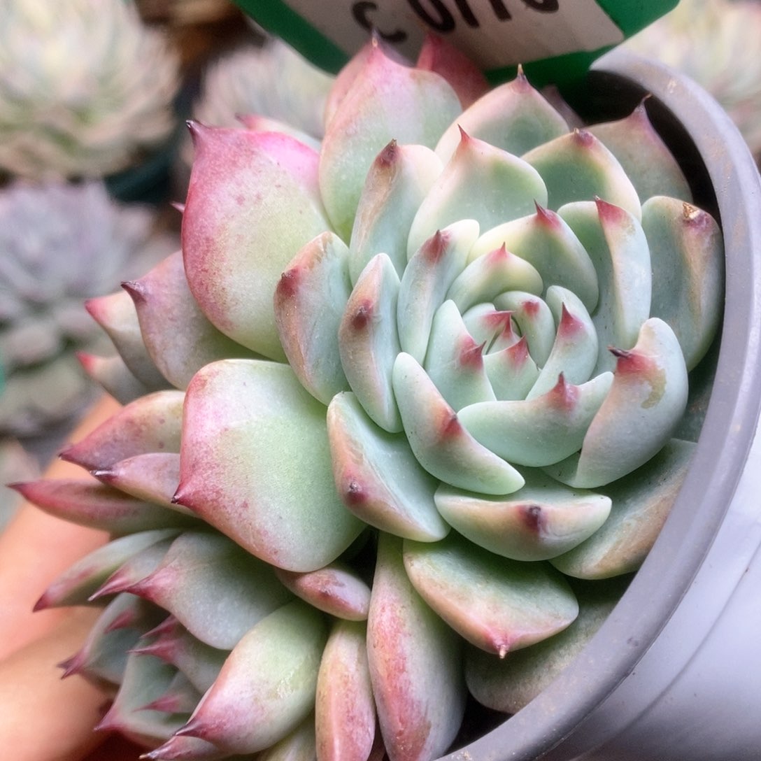 776锦锦锦锦锦锦