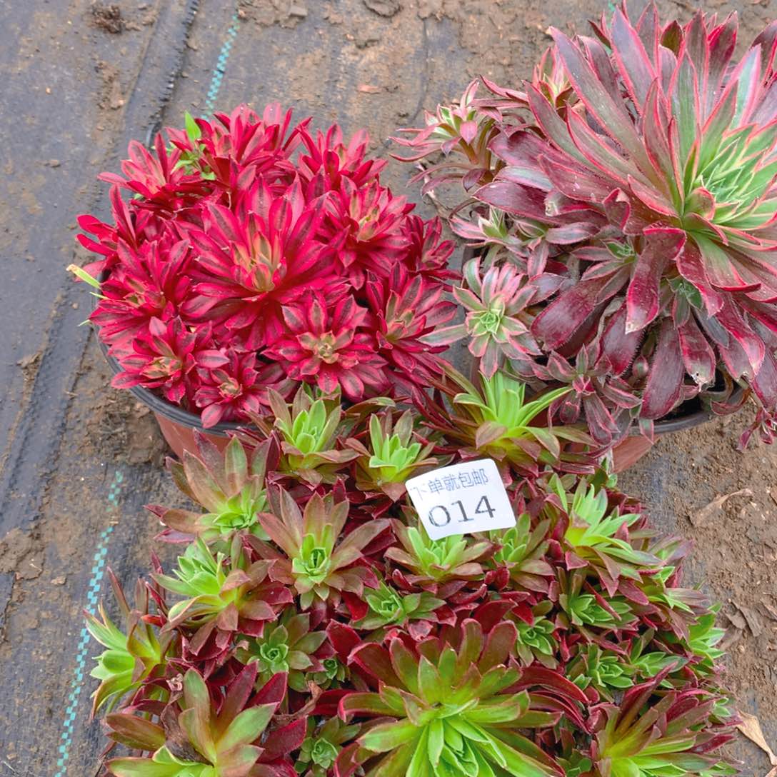 014法师组合老桩多肉