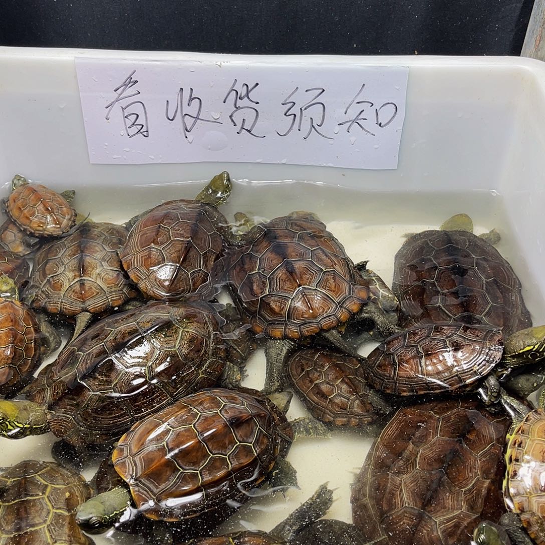 小***）母中华草龟12334566799