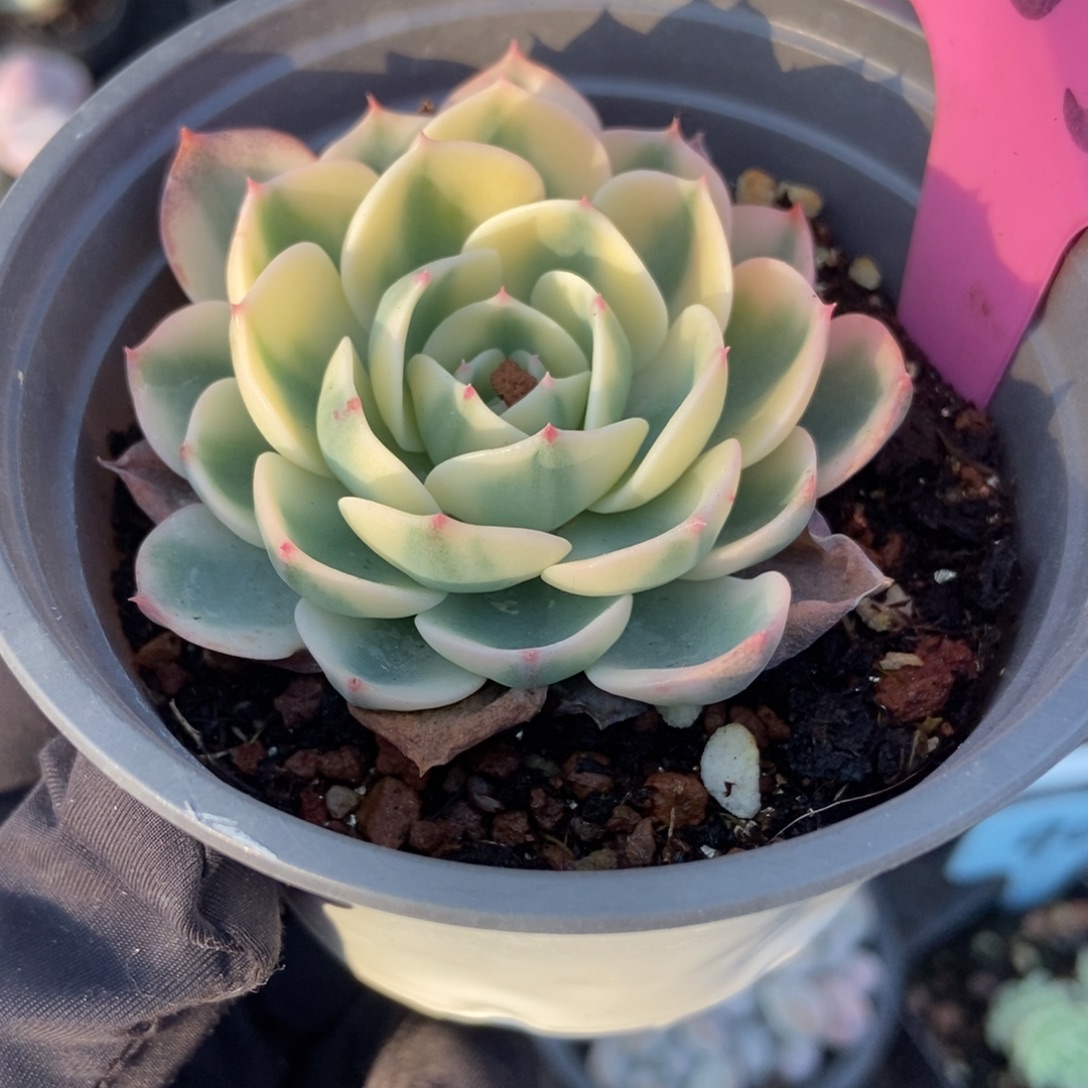 103玉蝶锦多肉植物多肉