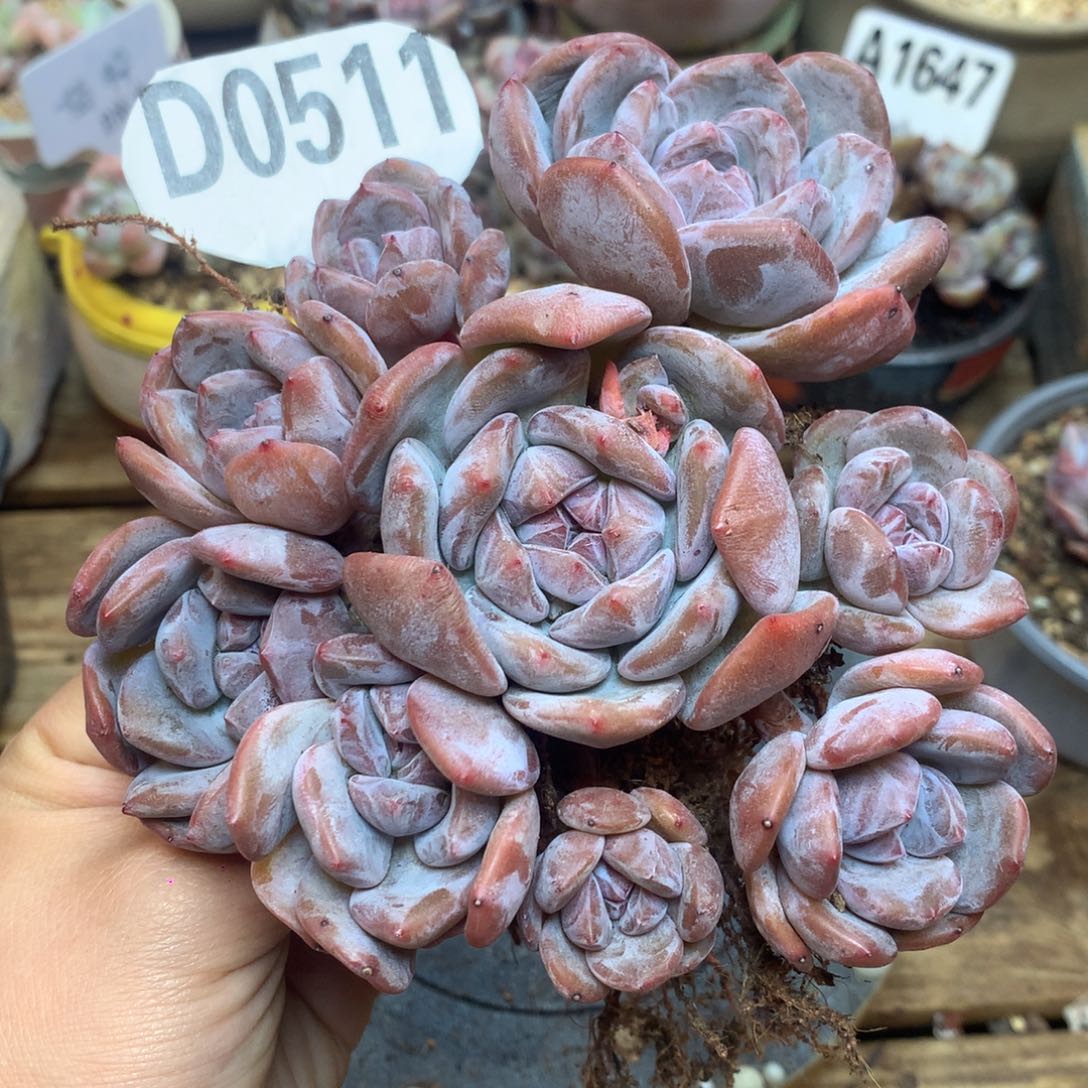 D0511 星影捧花 无砍 9头