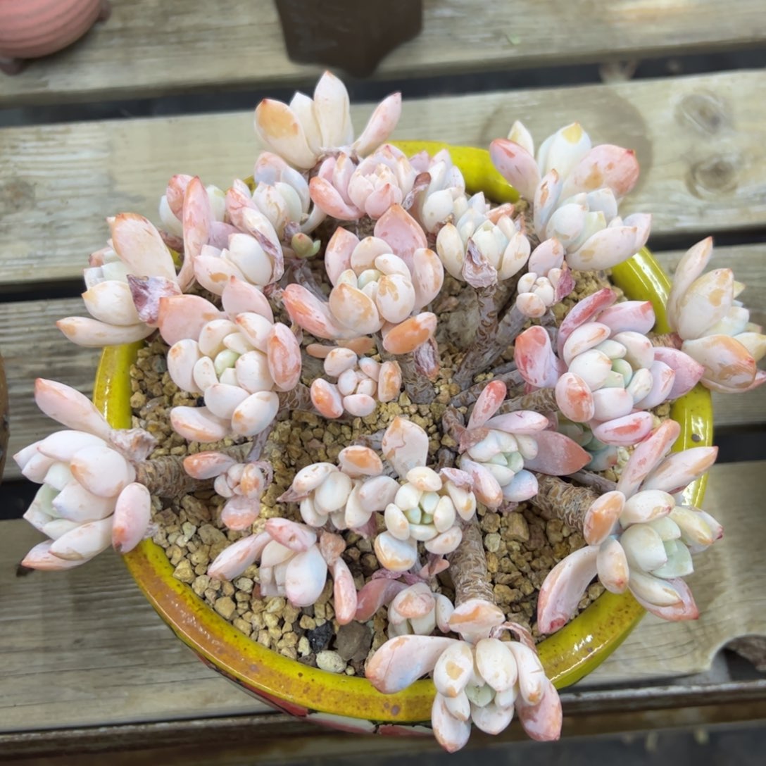 冷香48 零零多肉植物