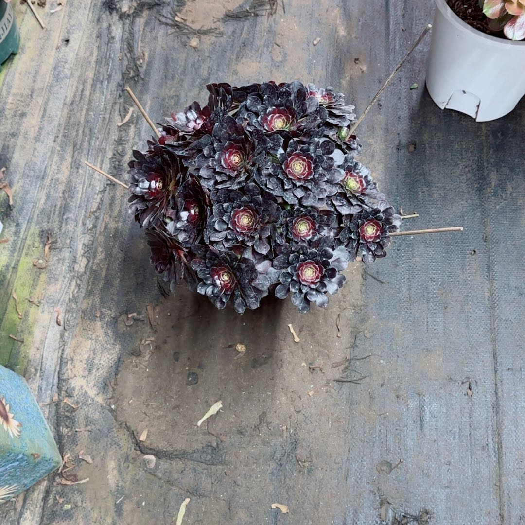 半***过墨铜，多肉植物生长速度