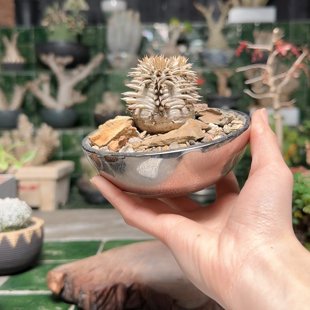 排刺惠比大黑 一物一拍 含盆