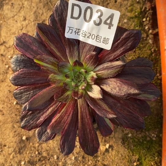 034繁花多肉植物