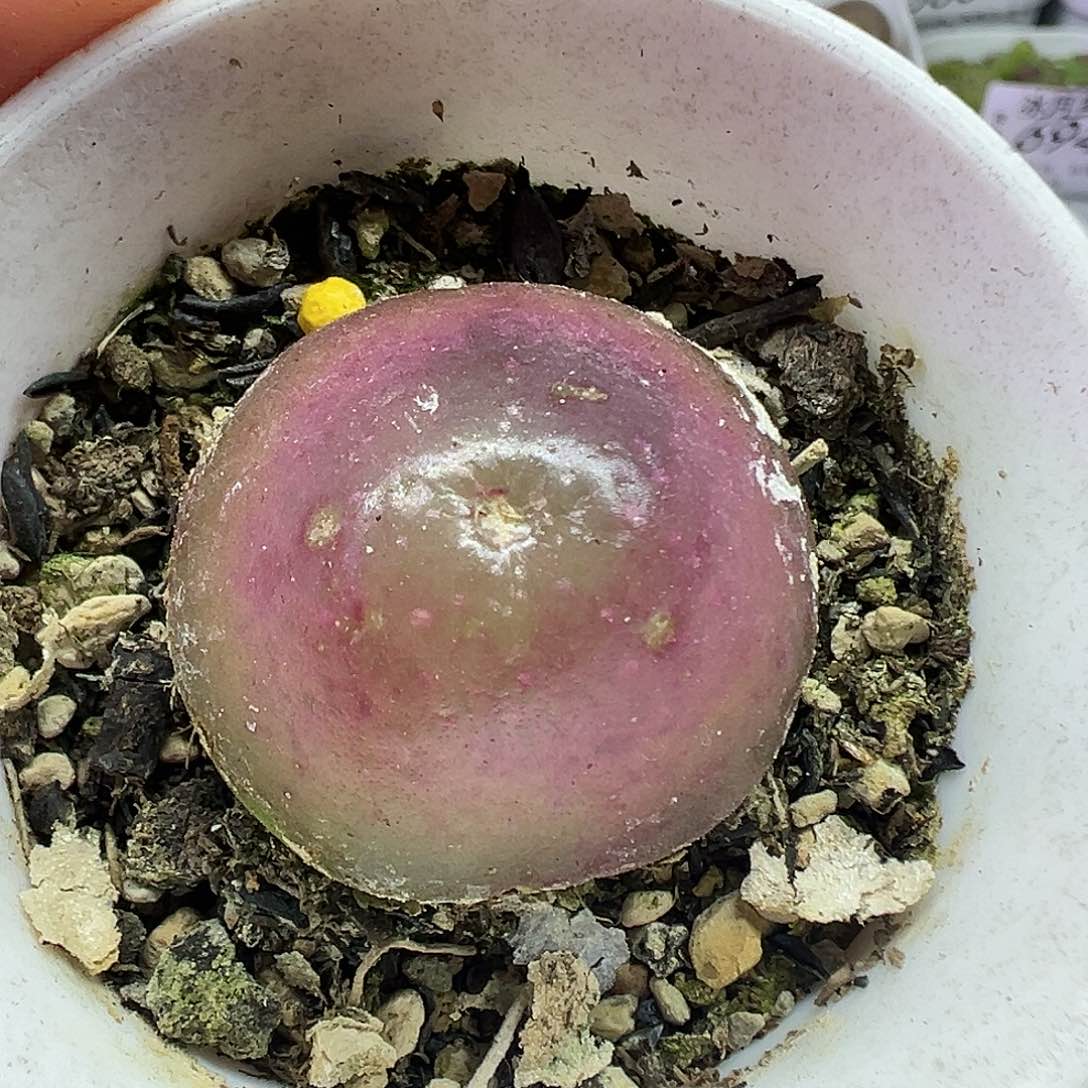 712灯泡带盆土发货