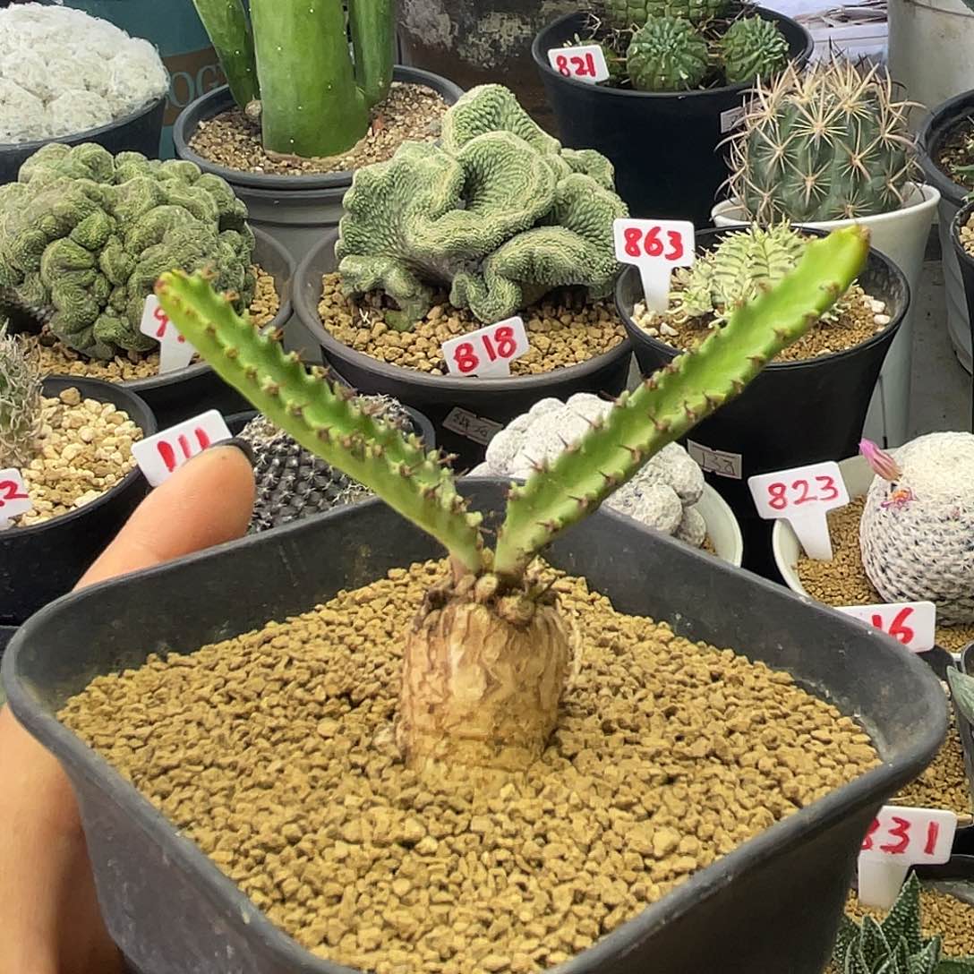 实生萝卜根飞龙大戟仙人球