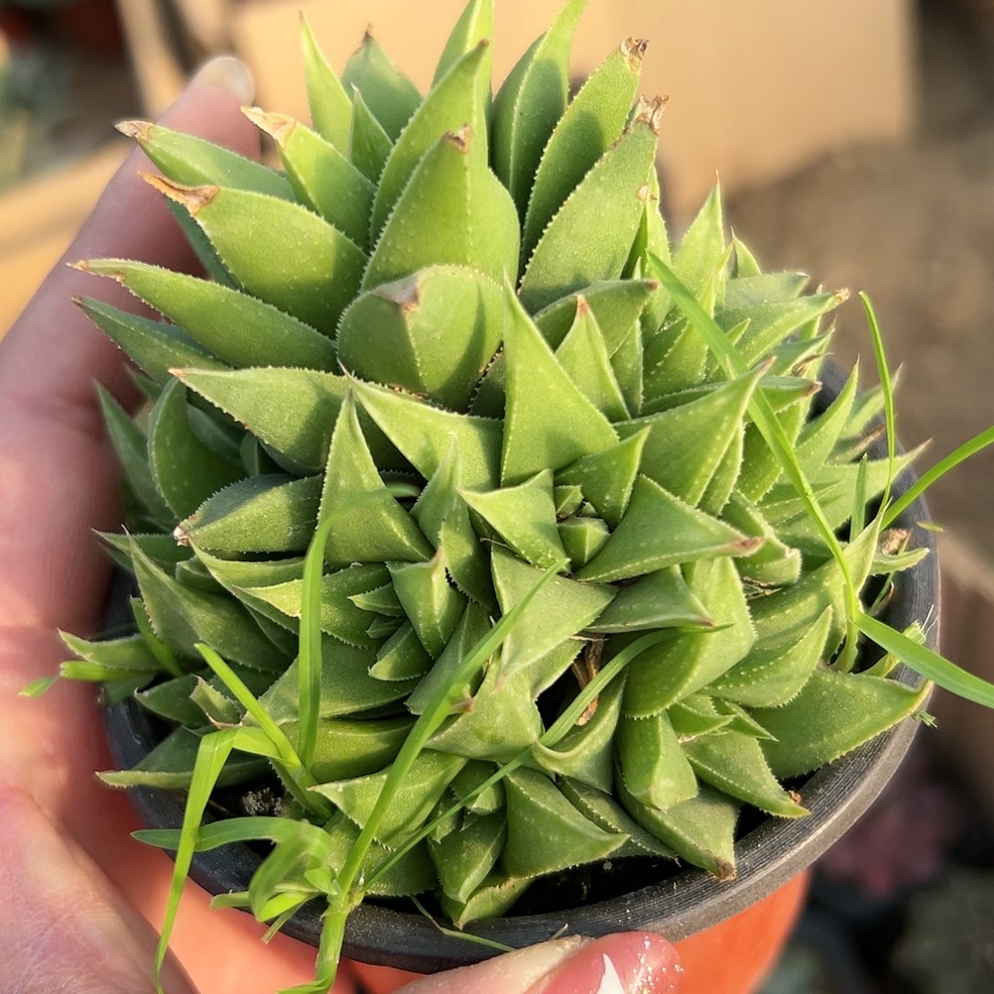 多肉植物多肉植物