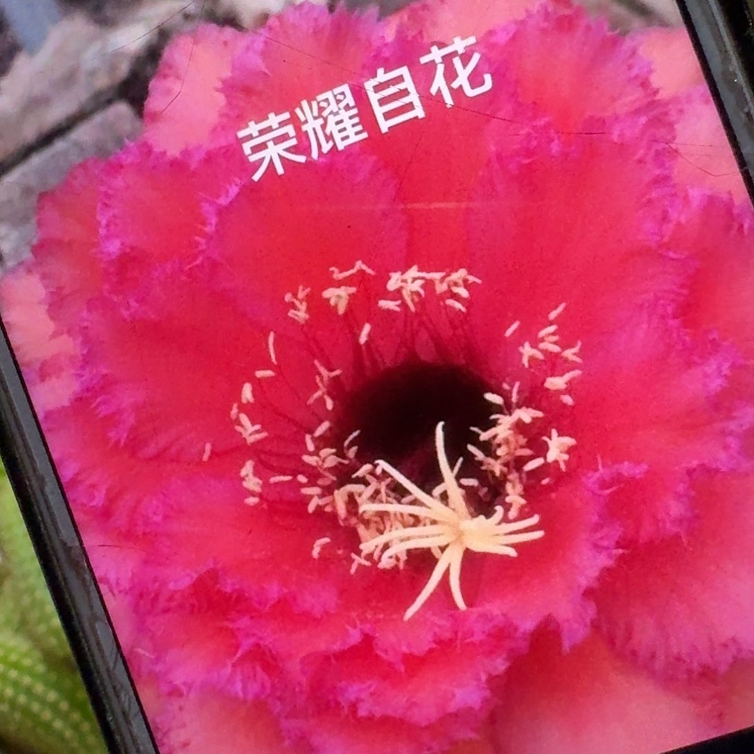 荣耀自花侧芽5公分毛花柱