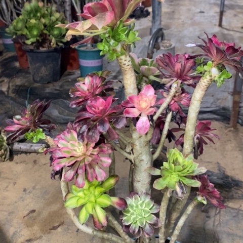 嫁接多肉植物048